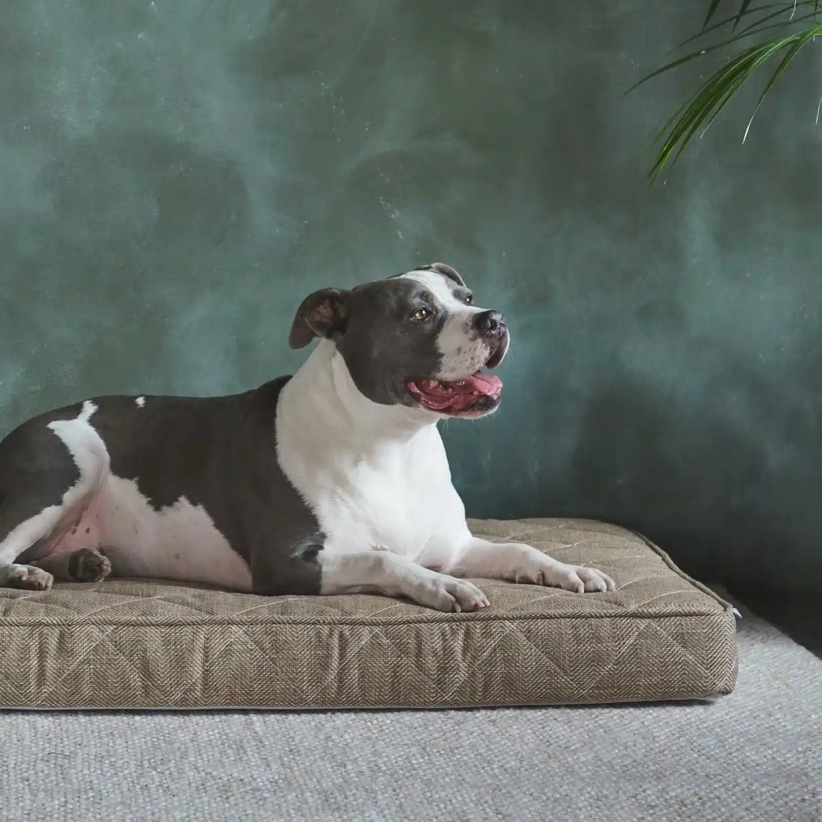 Brentwood Home Organic Pet Beds