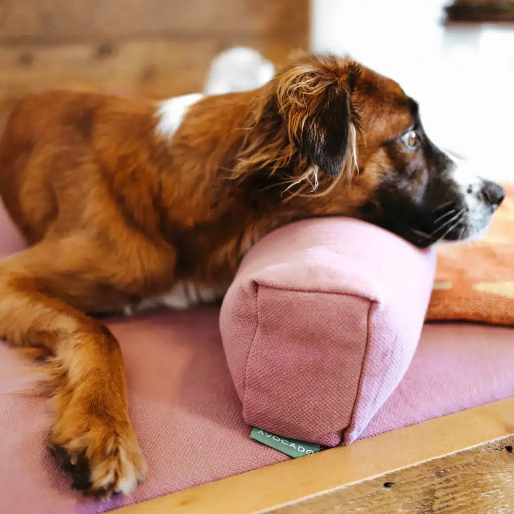 Avocado GOTS certified organic pet bed, pillows