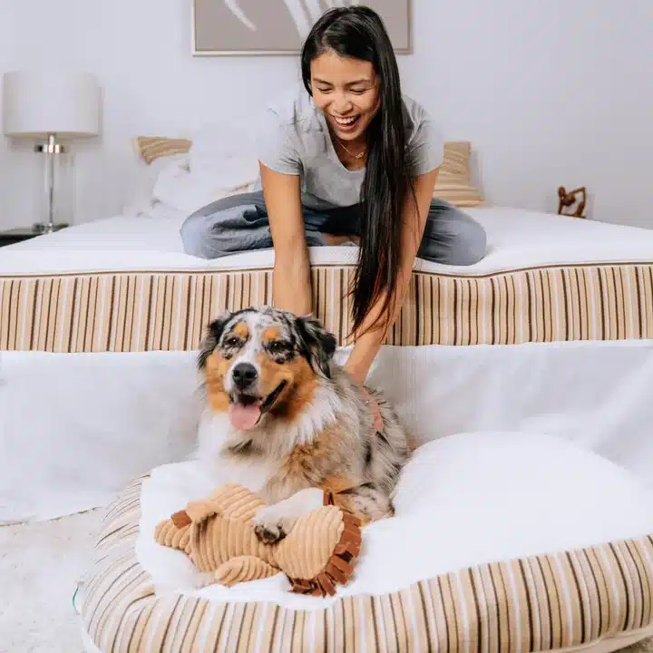 Essentia organic pet bed review