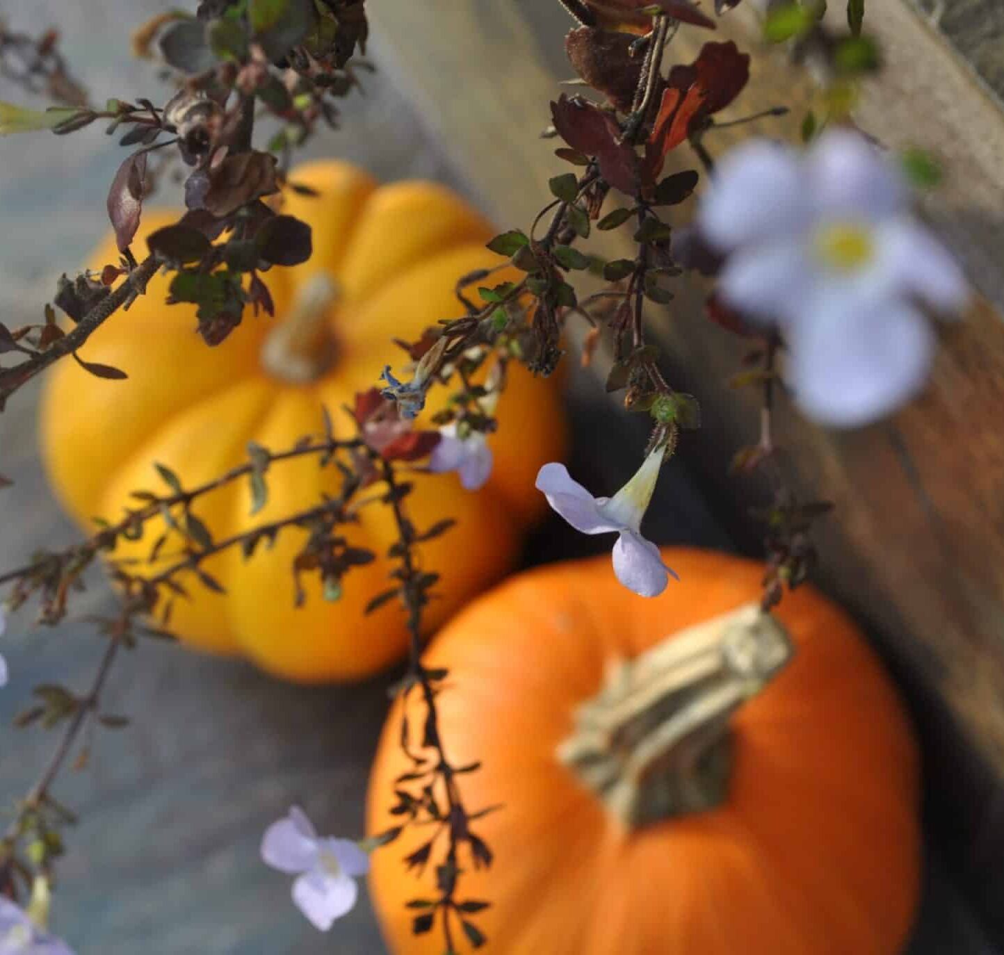 Organic Autumn Pumpkins