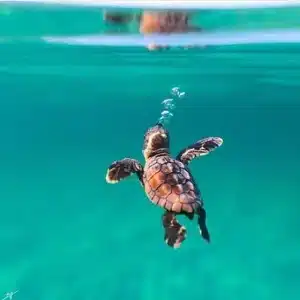 Wix picture turtle