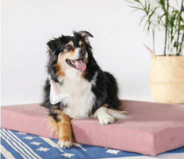 Avocado pet bed GOTS Certified Organic Pet Bed, Certified organic cotton dogs cats beds, pillows, playground
