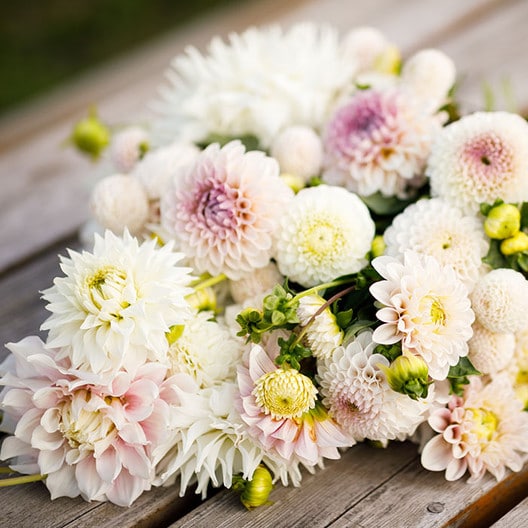 USDA certified organic seeds, flowers, fruits and vegetable seeds
