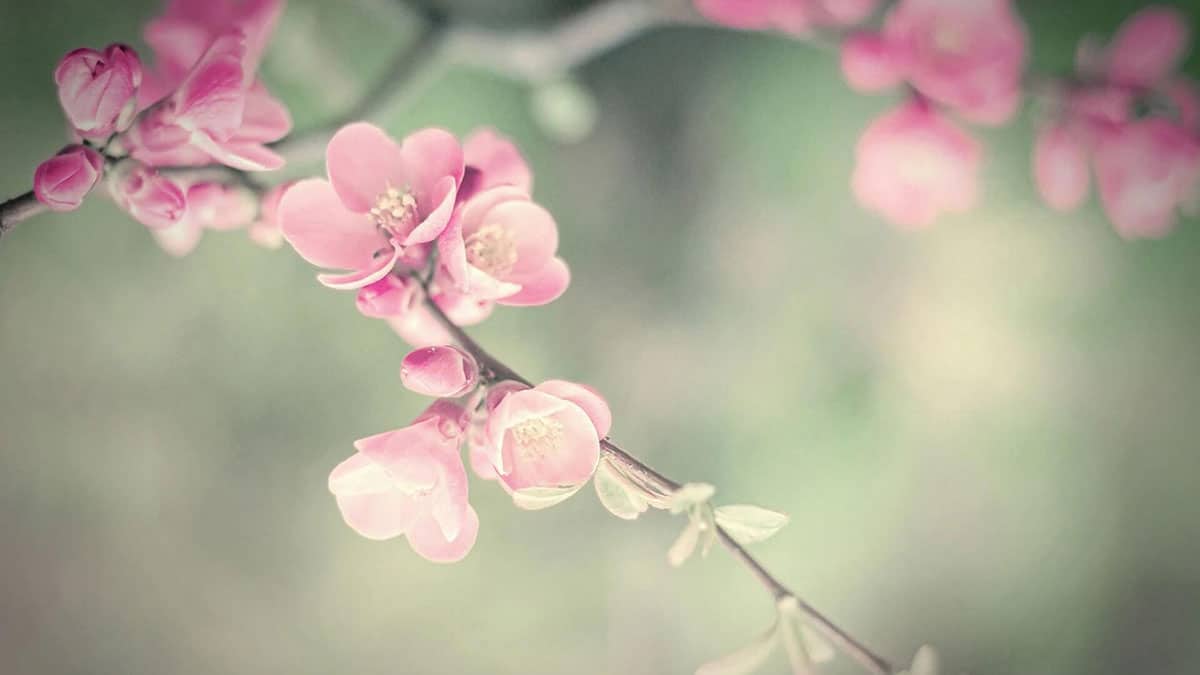 Avocado Mattress Promo Code 2024