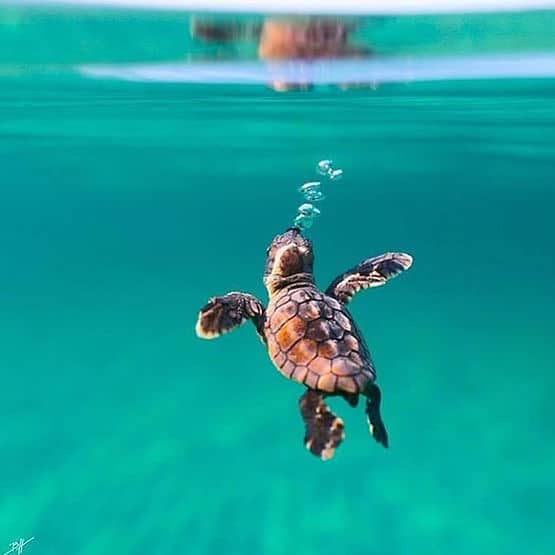coral safe sunscreen, reef safe sunblock, organic eco-friendly sunblocks, turle, marine turtle