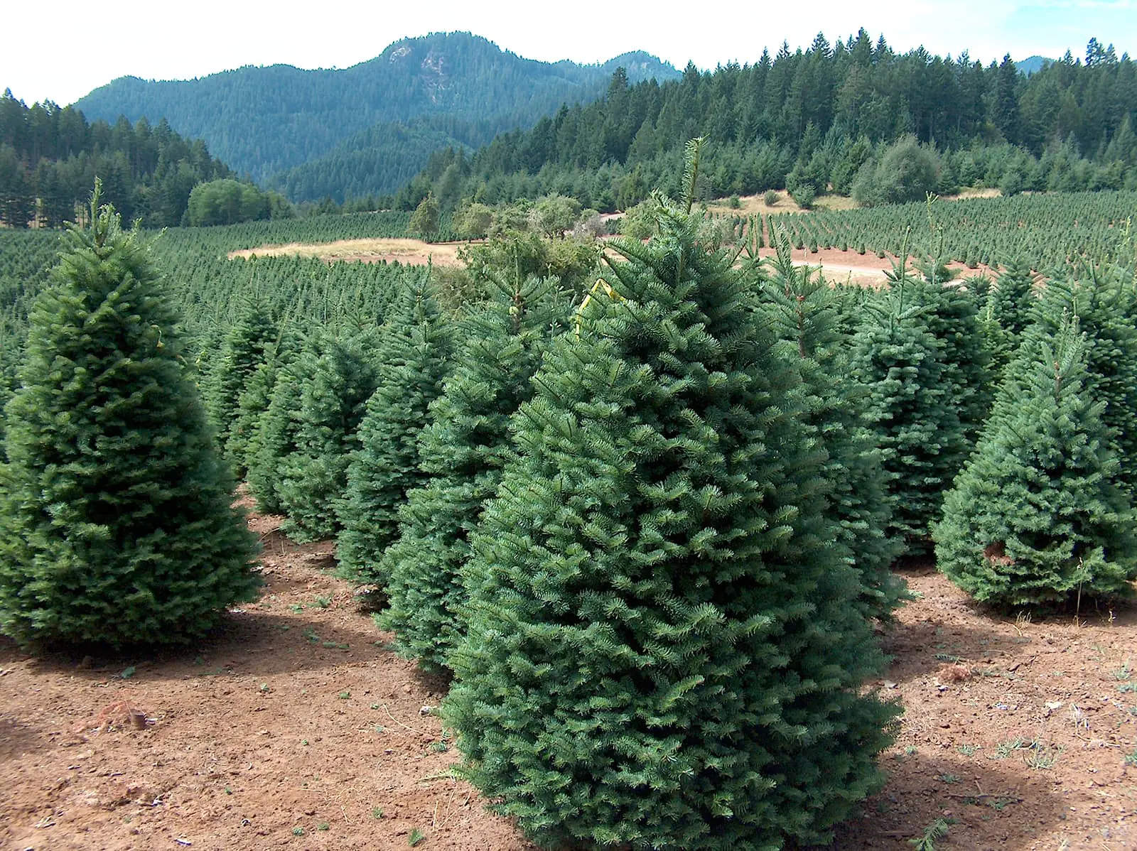 Santa & Sons Christmas Trees California