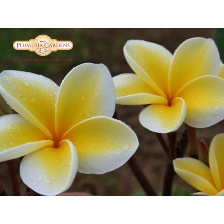 Maui Plumeria Garden