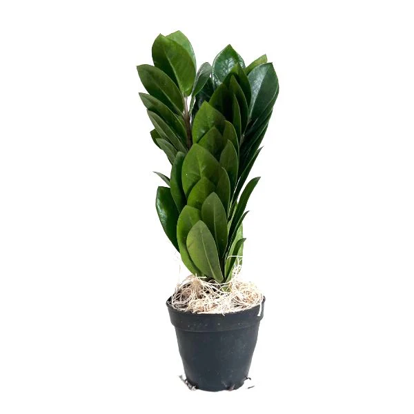 Wet plants for indoor air quality