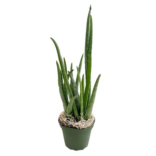 WetPlants Aloe Vera Tropical House Plants