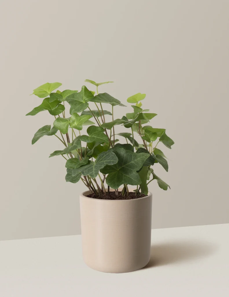 The Sill English Ivy