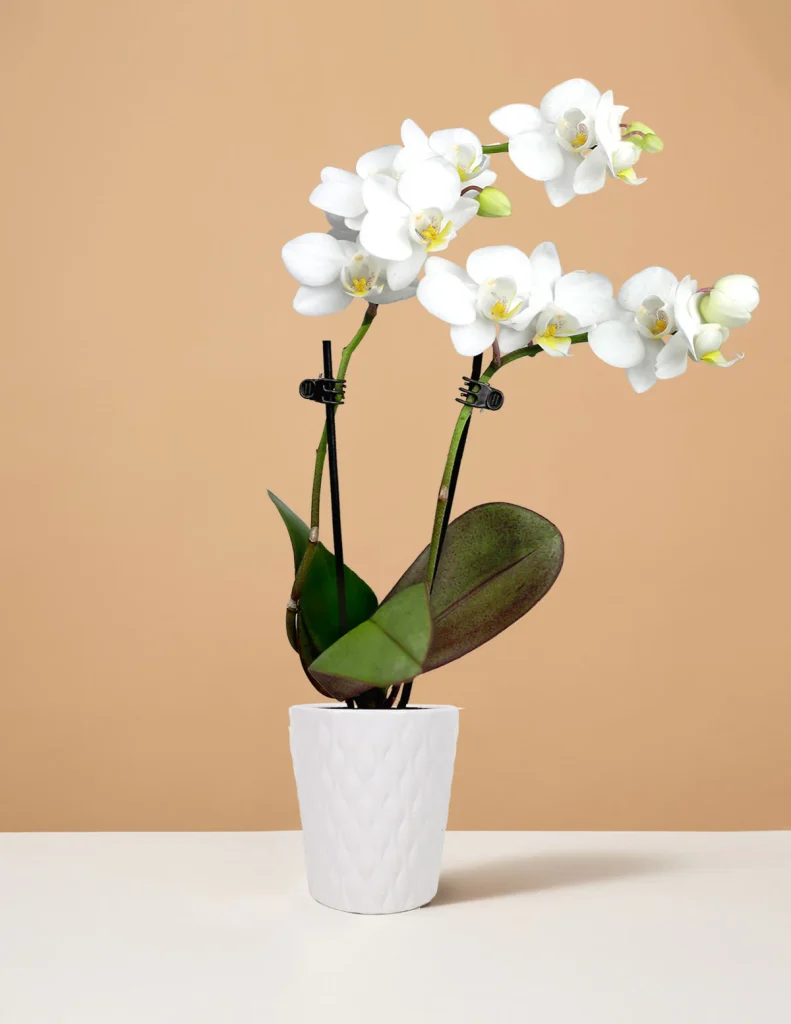 The Sill Flowers