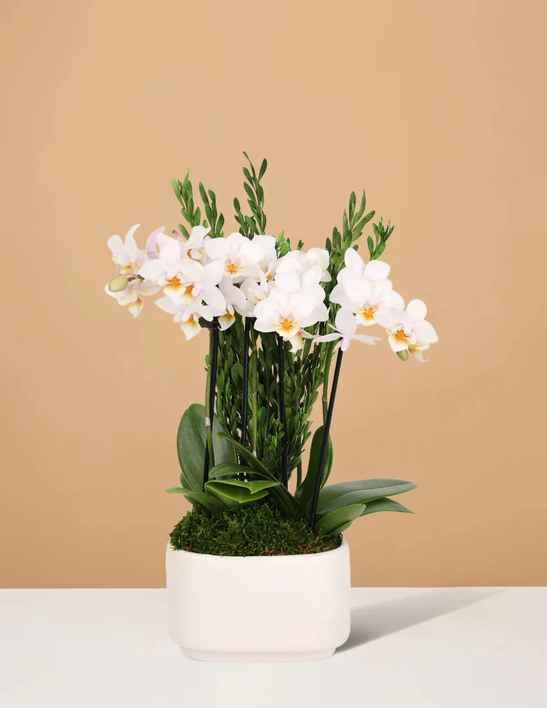 The Sill Orchid