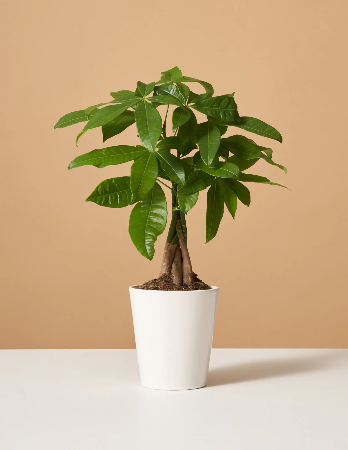 The Sill Organic Plant