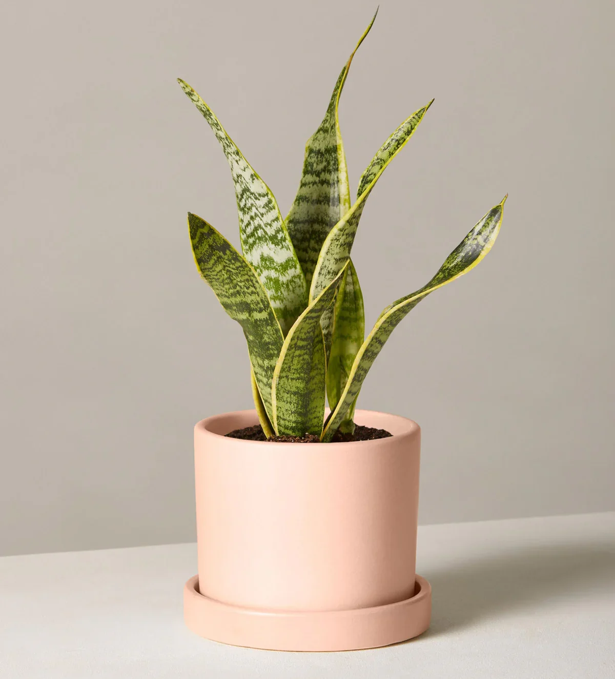 The Sill Snake Plant for bedroom