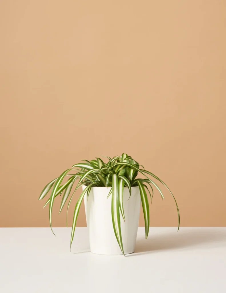 The Sill Spider Plant