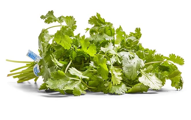 Certified Organic Cilantro herbs