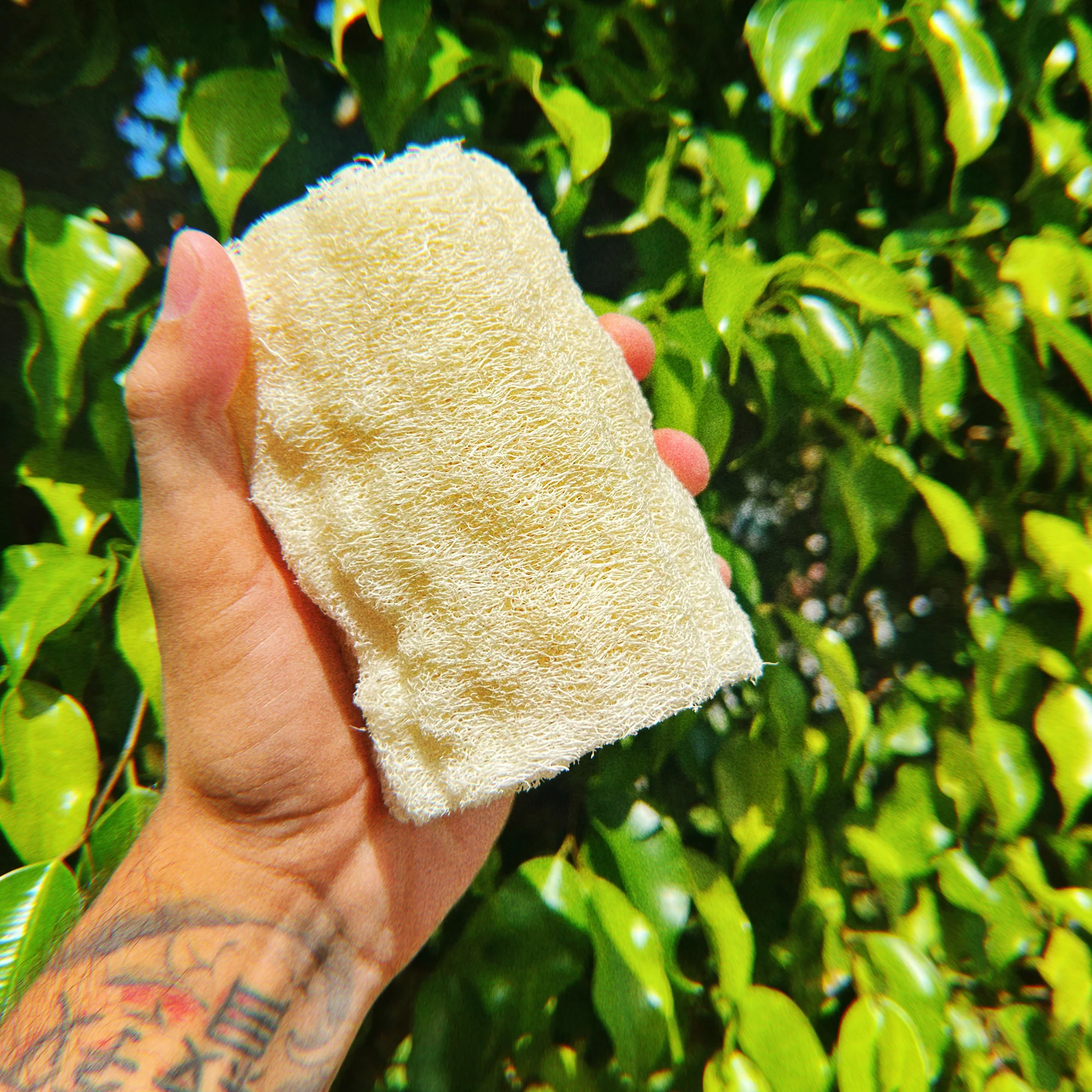 Health Y Sol Natural Loofah Sponge
