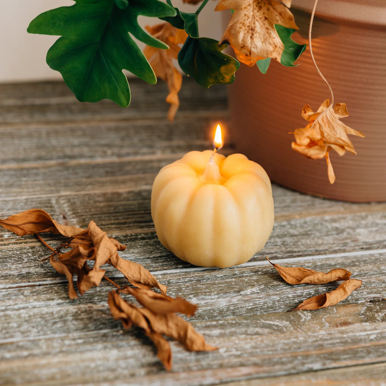 Fontana Organic Pumpkin Candle, Thanksgiving candle