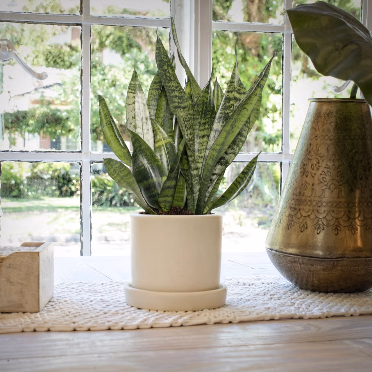 Sunday Snake Plant review and promo code