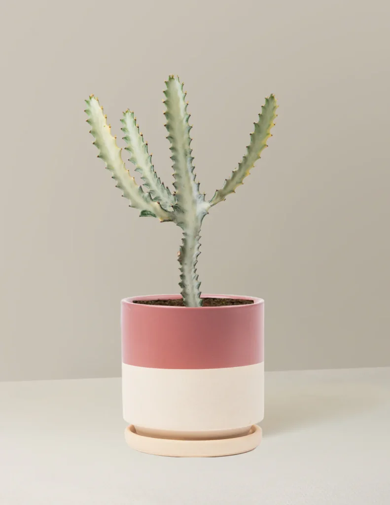 The Sill Halloween plants.jpg