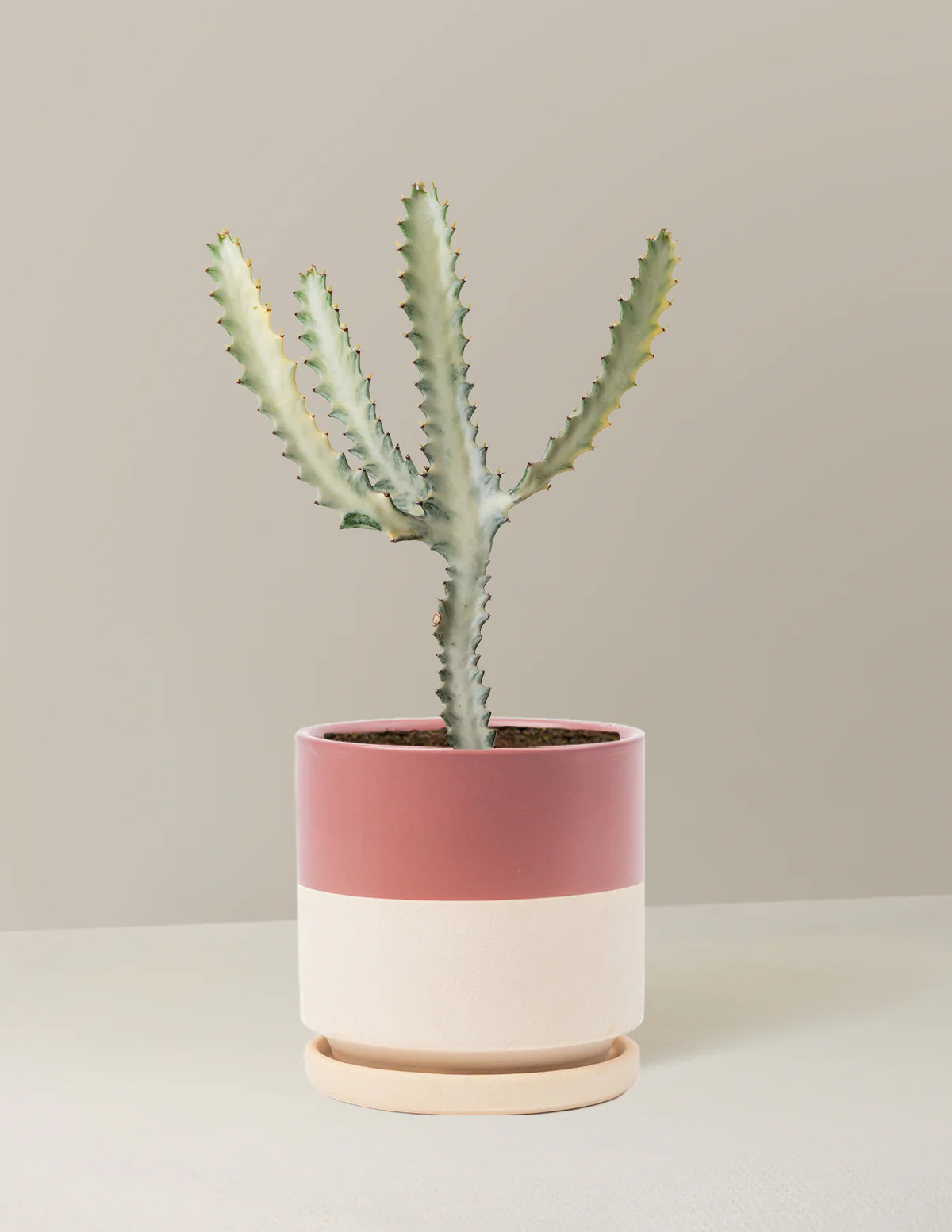 The Sill Halloween plants.jpg
