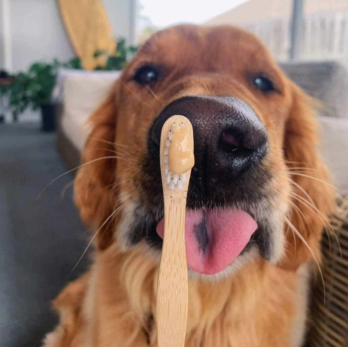 Zero Waste Store Organic Dog Toothbrush