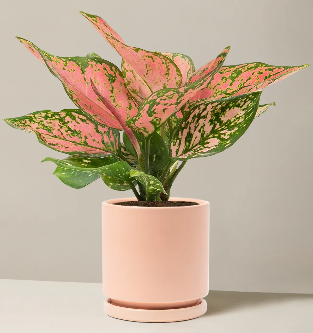The Sill Aglaonema Wishes.jpg