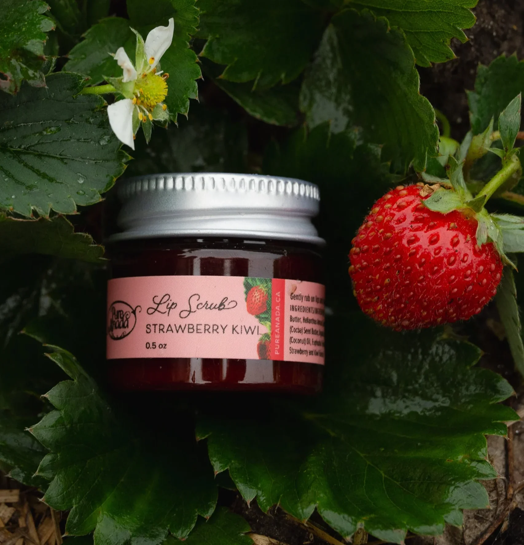 Pure Anada Organic Lip Scrub review and promo code